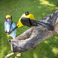 Best Commercial Tree Services  in Gainesville, VA