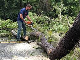 Best Tree Trimming and Pruning  in Gainesville, VA