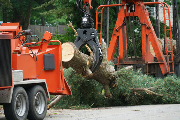 Best Tree Preservation Services  in Gainesville, VA