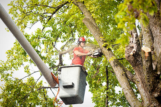 Best Leaf Removal  in Gainesville, VA